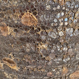 Alsephina (rust) 15" x 8”