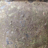 Zosma (moss) 28" x 18"